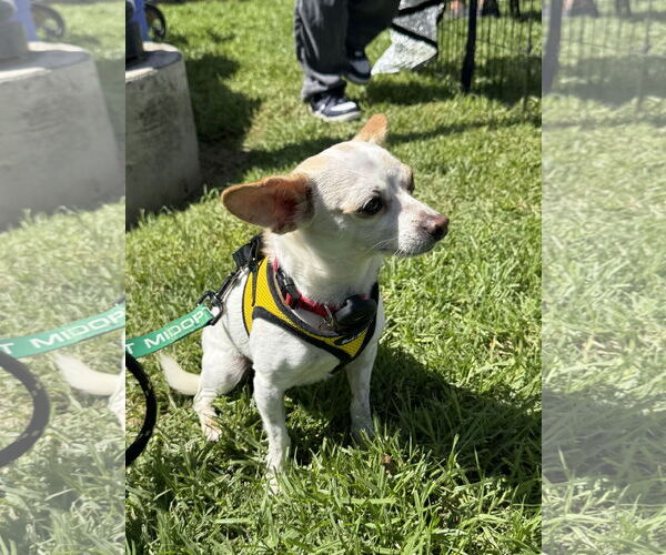 Medium Photo #4 Chihuahua-Unknown Mix Puppy For Sale in Lake Elsinore, CA, USA