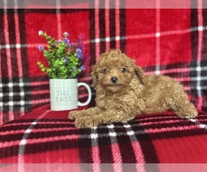 Cavapoo Puppy for sale in LAKELAND, FL, USA