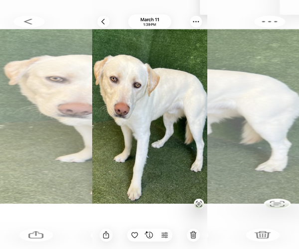 Medium Photo #4 Labrador Retriever-Unknown Mix Puppy For Sale in San Diego, CA, USA