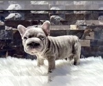 Small #3 French Bulldog