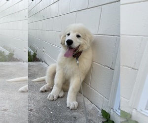Great Pyrenees Puppy for sale in KISSIMMEE, FL, USA