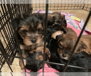 Yorkshire Terrier Puppy for sale in DUDLEY, NC, USA