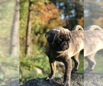Small Photo #4 Pug Puppy For Sale in CANTON, CT, USA