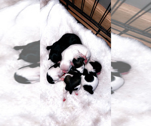 Shih Tzu Puppy for sale in HINCKLEY, MN, USA
