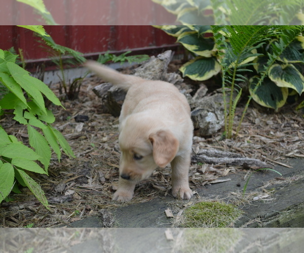 Medium Photo #28 Golden Retriever Puppy For Sale in GREENWOOD, WI, USA