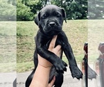 Small Photo #1 Cane Corso Puppy For Sale in SAINT JOSEPH, MO, USA