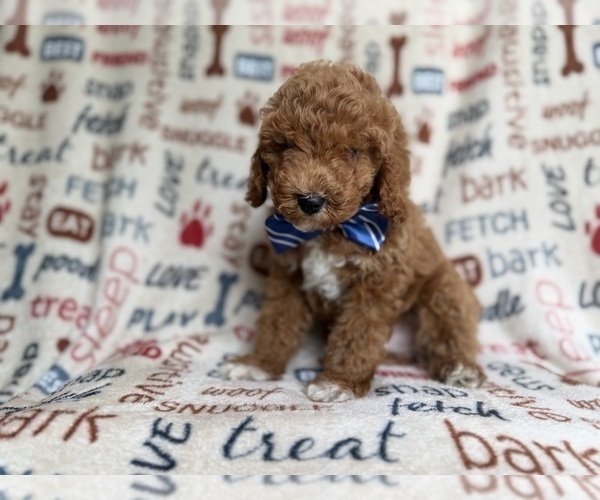 Medium Photo #3 Cockapoo (Miniature) Puppy For Sale in LAKELAND, FL, USA