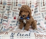 Small #2 Cockapoo (Miniature)