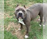 Small #1 American Pit Bull Terrier Mix