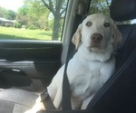 Small Photo #1 Labrador Retriever Puppy For Sale in SALISBURY, NC, USA