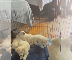Mother of the Samoyed-Siberian Husky Mix puppies born on 01/16/2023