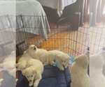 Small Photo #1 Samoyed-Siberian Husky Mix Puppy For Sale in ENCINO, CA, USA