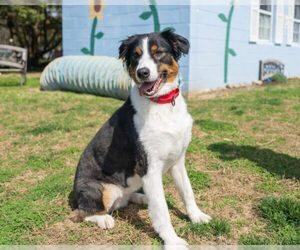 Australian Shepherd Dogs for adoption in Easton, MD, USA