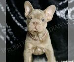 Small #1 French Bulldog