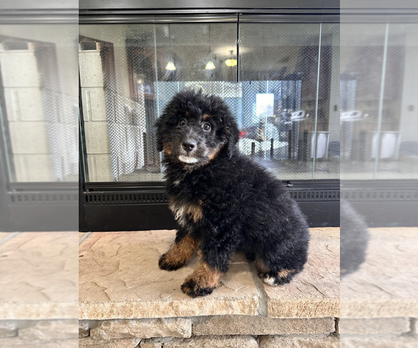 Medium Photo #4 Bernedoodle (Miniature) Puppy For Sale in GREENFIELD, IN, USA