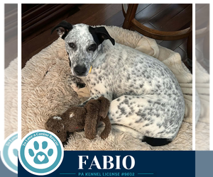 Fabio (Speckled Six) 091226 - Male Pointer-Unknown Mix Dog for Adoption - Photo #3