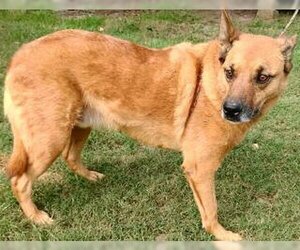 Artie - Male Boxer-Unknown Mix Dog for Adoption - Photo #4