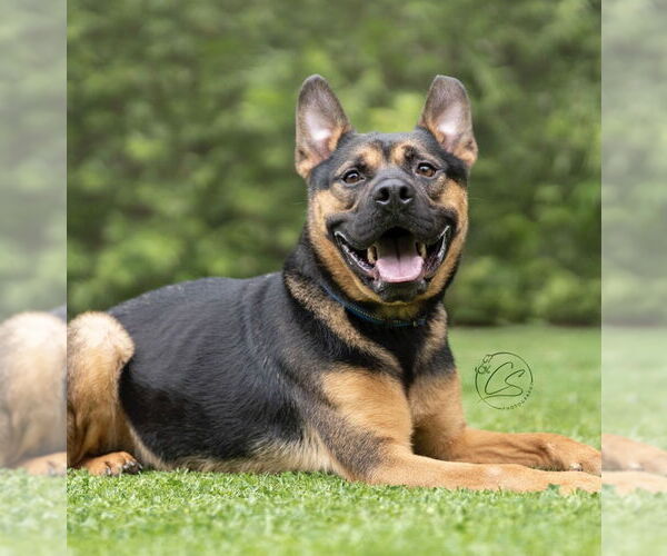 Medium Photo #3 French Bulldog-Unknown Mix Puppy For Sale in Marina Del Rey, CA, USA