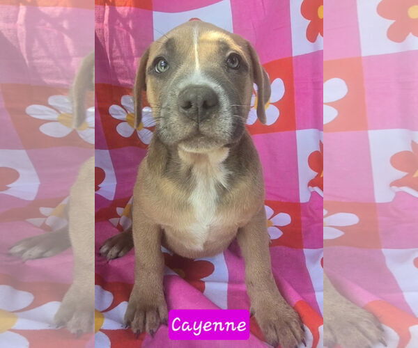 Medium Photo #5 Catahoula Leopard Dog-Unknown Mix Puppy For Sale in Alexander, AR, USA