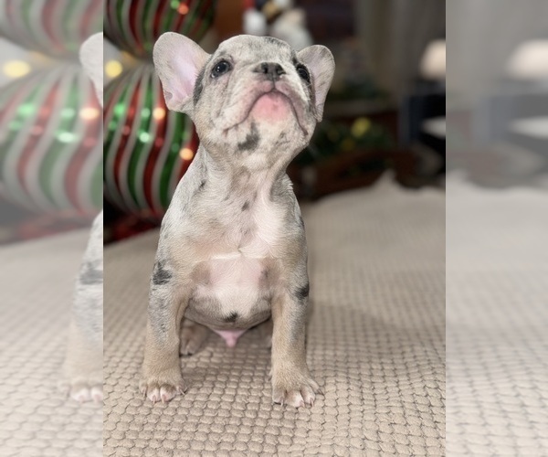 Medium Photo #8 French Bulldog Puppy For Sale in HILTON, NY, USA