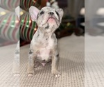 Small Photo #8 French Bulldog Puppy For Sale in HILTON, NY, USA