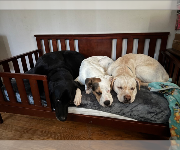 Medium Photo #9 Bogle Puppy For Sale in Holly Springs, NC, USA