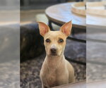Small #6 Chihuahua Mix