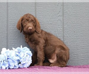 Labradoodle-Poodle (Standard) Mix Puppy for sale in FREDERICKSBG, OH, USA