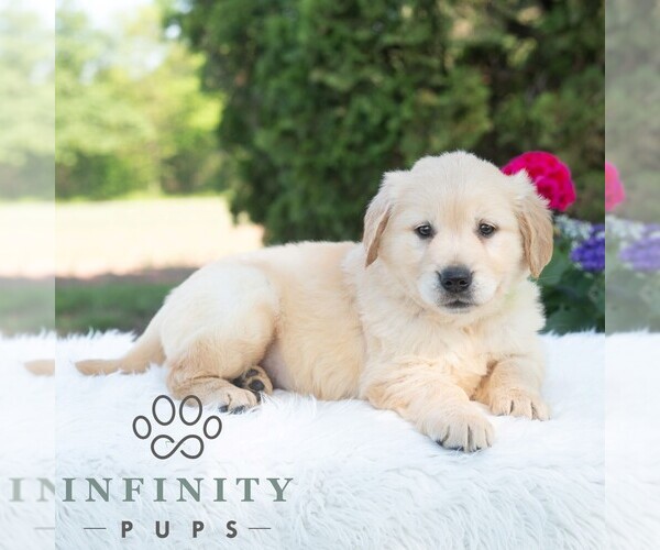 Medium Photo #3 Golden Retriever Puppy For Sale in NEWPORT, PA, USA