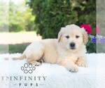 Small #2 Golden Retriever