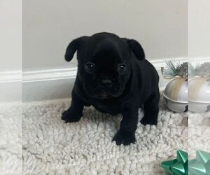 French Bulldog Puppy for sale in JOHNS ISLAND, SC, USA