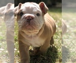 Small Photo #2 English Bulldog Puppy For Sale in FORT WORTH, TX, USA