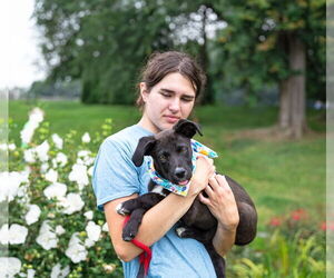 Mutt Dogs for adoption in Unionville, PA, USA