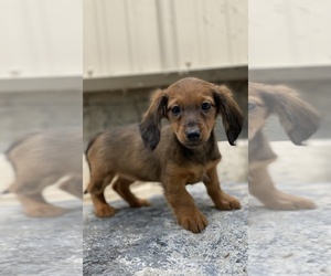 Dachshund Puppy for sale in CANOGA, NY, USA