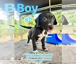 Small Labrador Retriever Mix
