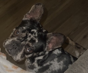 French Bulldog Puppy for sale in FULLERTON, CA, USA