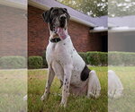 Small #8 Great Dane