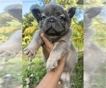 Small #5 French Bulldog