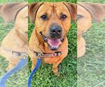 Small #2 Chinese Shar-Pei-Labrador Retriever Mix