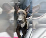 Small Photo #2 Holland Shepherd-Unknown Mix Puppy For Sale in Miami, FL, USA