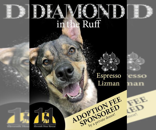 Medium Photo #5 Mutt Puppy For Sale in Rockaway, NJ, USA