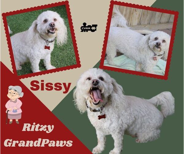 Medium Photo #2 Poodle (Miniature) Puppy For Sale in Lindsay, CA, USA