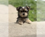 Small #2 Morkie