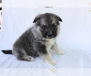 Norwegian Elkhound Puppy for sale in SHILOH, OH, USA