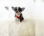 Small #1 Chihuahua
