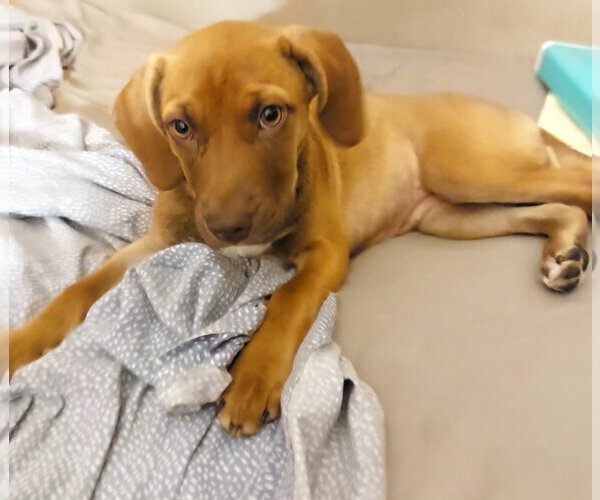 Medium Photo #2 Catahoula Leopard Dog-Labrador Retriever Mix Puppy For Sale in Sanford, FL, USA