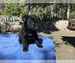 Small Photo #9 Belgian Malinois Puppy For Sale in VACAVILLE, CA, USA