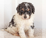 Puppy 1 Miniature Bernedoodle