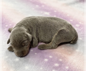 Doberman Pinscher Puppy for sale in TYLER, TX, USA