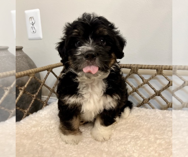 Medium Photo #4 Australian Mountain Dog Puppy For Sale in CULPEPER, VA, USA